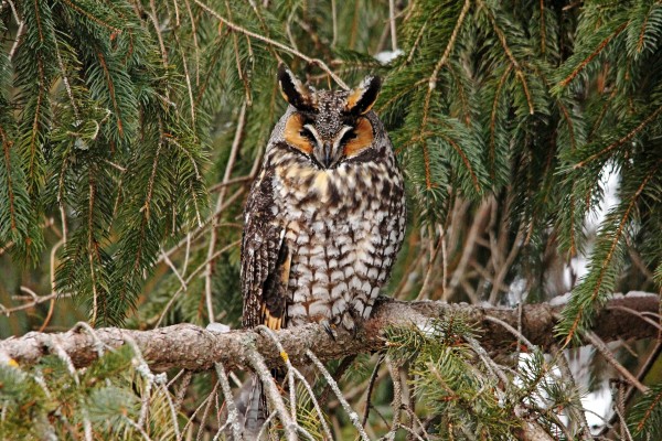 Roosting Owl by Deb Oppermann